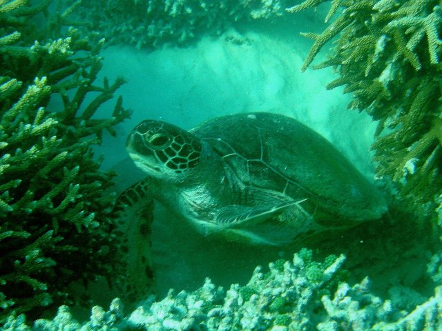 46- Surprise au detour d'un banc de corail 